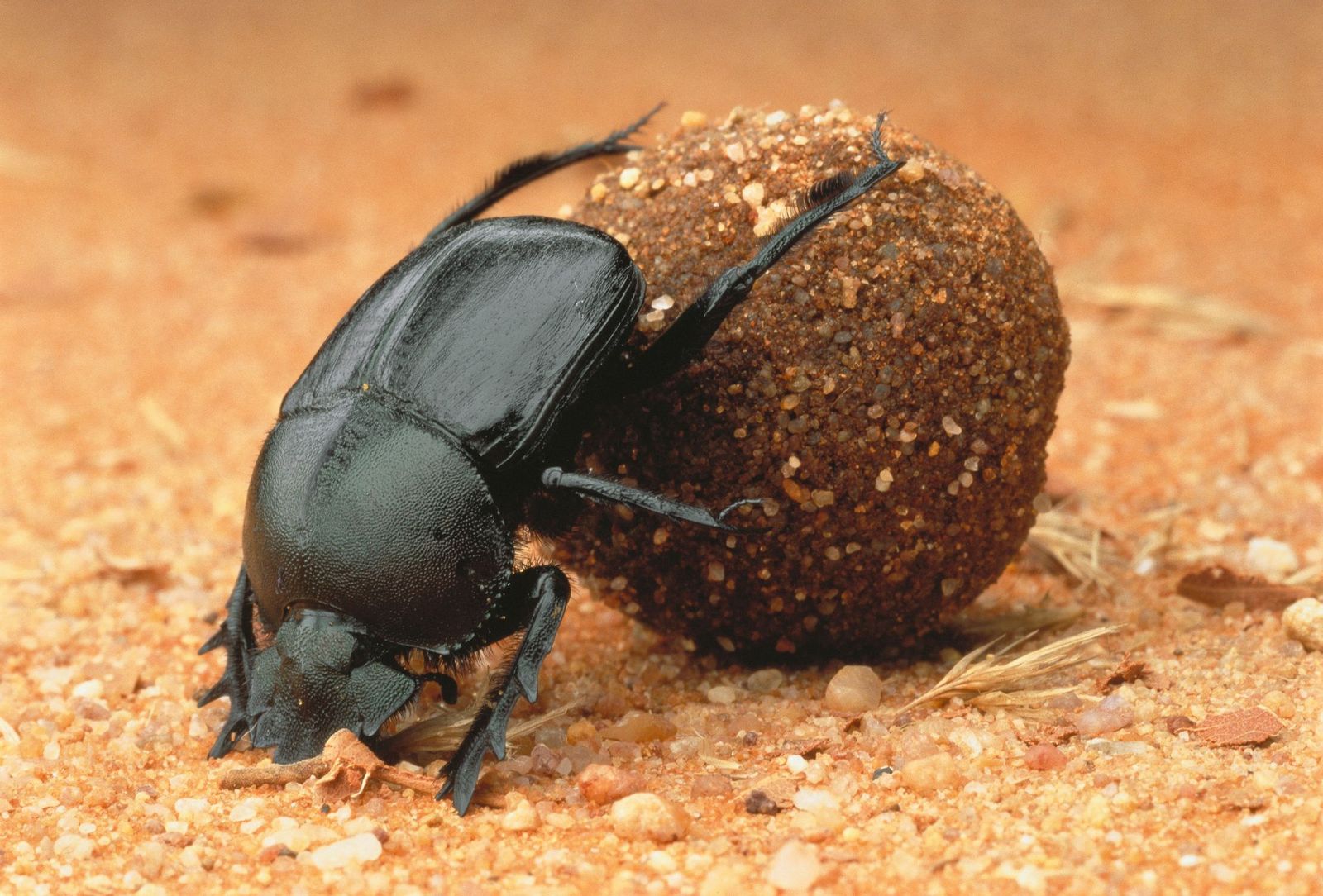 Represents Biology (Bio)